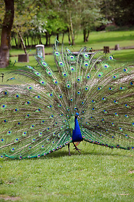 포토 JPG 해외이미지 나무 동물 공원 남자 야생동물 백그라운드 패턴 벤치 자연 조류 동물원 사람없음 초록색 파란색 컬러풀 머리 활발 우아함 공작 깃털 꼬리 부리 코르크 목 아일랜드 보여주기 웅장함 터키석 해외202004 해외포토 식물 공공시설 유럽 컬러 컨셉 무늬 의자 모션 사람 신체부위 보석 생태계 파일형식 이미지허브