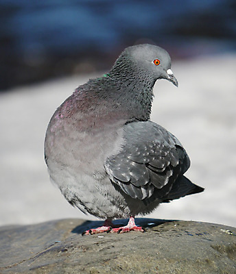 포토 JPG 해외이미지 동물 1 계절 야생동물 겨울 자연 조류 사람없음 야외 걷기 회색 추위 바위 흰색 깃털 비둘기 서리 부리 해외202004 해외포토 컬러 모션 돌_바위 생태계 파일형식 이미지허브