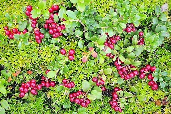 포토 JPG 해외이미지 식물 열매 음식 백그라운드 잎 다이어트 과일 공 자연 디저트 건강 사람없음 빨간색 초록색 여름 컬러풀 주스 카펫 가을 신선 그룹 달콤 맛 숲 먹기 허브 유기농 날것 내추럴 생태학 숙성 채식주의자 해외202004 해외포토 웰빙 계절 교육 음료 컬러 컨셉 모션 생태계 채식 파일형식 이미지허브