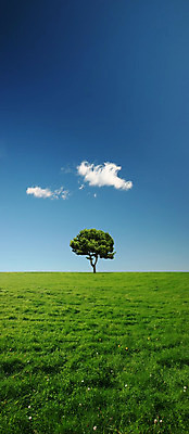 포토 JPG 해외이미지 나무 계절 꽃 행복 밭 자연 하늘 풍경 사람없음 야외 초록색 여름 파란색 농경지 평화 맑음 고요 봄 자유 시골 천국 내추럴 완벽 혼자 수평선 카피스페이스 해외202004 해외포토 식물 감정 컬러 컨셉 농업 날씨 농장 공백 생태계 파일형식 이미지허브