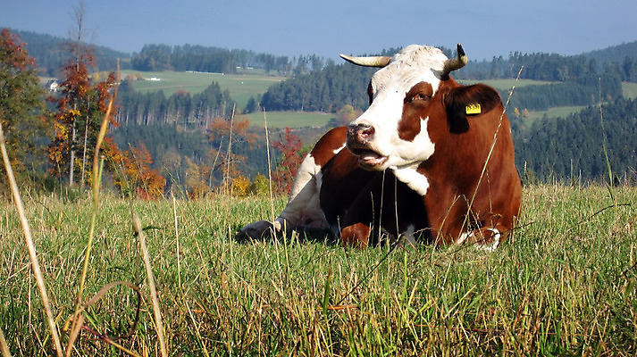 포토 JPG 해외이미지 동물 잎 뿔 독일 사람없음 농장 검은색 목장 우유 소 농부 숲 방목 땅 버드나무 거짓말 해외202004 해외포토 나무 식물 직업 유럽 컬러 농업 포유류 유제품 축산업 파일형식 이미지허브