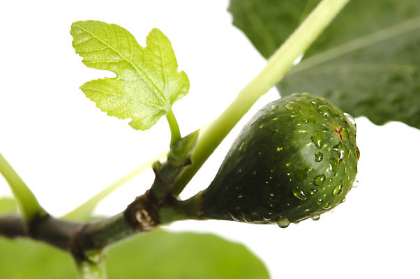 포토 JPG 해외이미지 나무 식물 음식 백그라운드 컨셉 잎 다이어트 과일 재료 부분 자연 디저트 주택 건강 사람없음 초록색 정원 성경 흰색 신선 시장 달콤 심볼 유기농 날것 레시피 무화과 고립 숙성 식용 치료제 해외202004 해외포토 웰빙 컬러 종교용품 건물 약 맛 생태계 파일형식 이미지허브