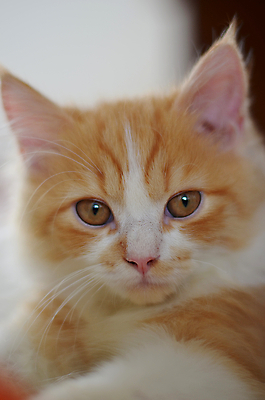 포토 JPG 해외이미지 동물 응시 얼굴 오렌지 포유류 생물 사람없음 반려동물 고양이 먹이 모피 자르기 꼬리 부드러움 얼룩무늬 솜털 유래 해외202004 해외포토 시선 무늬 과일 모션 신체부위 감각 파일형식 이미지허브