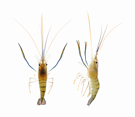 포토 JPG 해외이미지 동물 길 클리핑패스 음식 바다 다이어트 재료 조개 새우 안테나 건강 갑각류 어류 요리 동양인 사람없음 주방 식당 중국 게 껍질 흰색 신선 시장 맛 바닷가재 자르기 먹기 해산물 준비 날것 슈퍼마켓 고립 단백질 생식 해외202004 해외포토 아시아 컬러 컨셉 통신 모션 어패류 인종 상점 수중동물 가재 영양소 파일형식 이미지허브