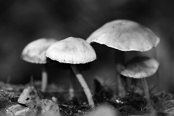 포토 JPG 해외이미지 라이프스타일 계절 공원 음식 줄기 잎 농업 채소 배낭 자연 휴식 건강 사람 사람없음 야외 초록색 여름 걷기 정원 검은색 버섯 수확 성장 가을 흰색 신선 소나무 시장 숲 큼 11월 수집 유기농 발견 곰팡이 식용 캡모자 해외202004 해외포토 나무 식물 모자_잡화 웰빙 공공시설 산업 컬러 컨셉 가방 모션 생활 날짜 크기 생태계 파일형식 이미지허브