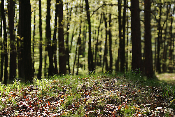 포토 JPG 해외이미지 나무 공원 길 줄기 여행 잎 오렌지 자국 자연 풍경 사람없음 야외 목재 빨간색 빛 태양 노란색 평화 힘 봄 산책 활발 안개 황무지 황금 고독 숲 바이탈 해외202004 해외포토 자연요소 식물 계절 공공시설 감정 컬러 컨셉 과일 재료 날씨 휴식 생태계 파일형식 이미지허브