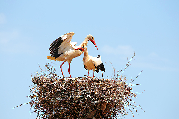 포토 JPG 해외이미지 동물 커플 야생동물 어린이 음식 2 날개 가족 자연 조류 하늘 엄마 주택 병아리 3 사랑 사람없음 야외 빨간색 여름 환경 검은색 봄 흰색 아기 쌍 아빠 닫기 둥지 숲 심볼 깃털 부리 펜촉 생태학 우수 황새 해외202004 해외포토 계절 교육 감정 컬러 관계 모션 사람 건물 펜 절기 생태계 파일형식 이미지허브