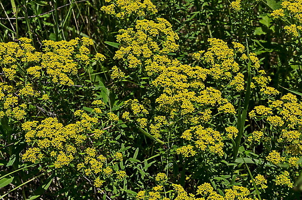 포토 JPG 해외이미지 식물 계절 꽃잎 꽃 유럽 백그라운드 잎 꽃무늬 밭 자연 산 사람없음 장식 초록색 노란색 봄 벚꽃 나뭇가지 신선 개화 황금 약초 허브 꽃수술 불가리아 해외202004 해외포토 나무 나라 컬러 무늬 농업 풀_식물 생태계 파일형식 남유럽 이미지허브
