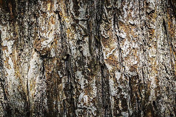 포토 JPG 해외이미지 나무 식물 선 백그라운드 패턴 자연 표면 날씨 추상 건조 사람없음 목재 갈색 거친 피부 묘사 부식 유기농 질감 나무껍질 내추럴 그런지 수목 옛날 울퉁불퉁 노화 디테일 해외202004 해외포토 웰빙 컬러 컨셉 무늬 재료 신체부위 껍질 생태계 파일형식 이미지허브