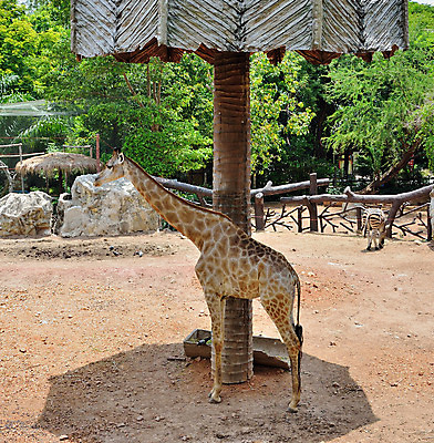 포토 JPG 해외이미지 나무 동물 야생동물 아프리카 자연 사람없음 기린 사파리 가림막 땅바닥 해외202004 해외포토 식물 나라 포유류 바닥 생태계 파일형식 이미지허브