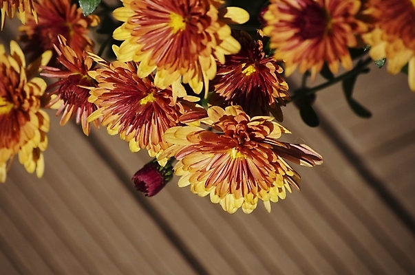 포토 JPG 해외이미지 식물 계절 꽃 꽃다발 백그라운드 꽃무늬 자연 국화 사람없음 장식 여름 정원 벚꽃 가을 원예 해외202004 해외포토 무늬 취미 생태계 파일형식 이미지허브