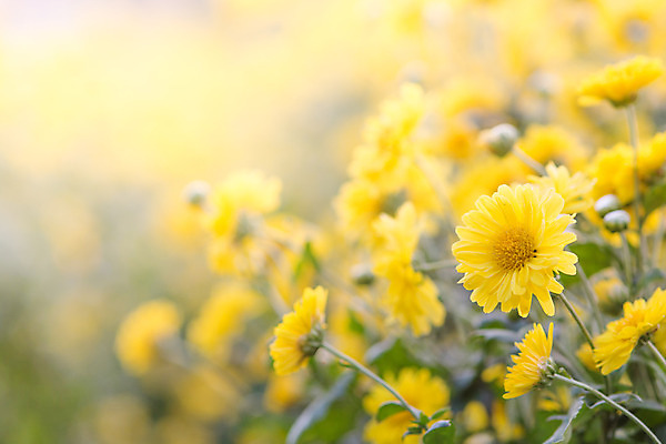 포토 JPG 해외이미지 식물 디자인 계절 꽃잎 꽃 꽃다발 백그라운드 잎 꽃무늬 밭 자연 국화 풍경 사람없음 장식 초록색 여름 세트 컬러풀 노란색 머리 정원 봄 활발 성장 벚꽃 가을 흰색 신선 개화 묘사 속도 데이지 내추럴 고립 해외202004 해외포토 컬러 컨셉 무늬 농업 신체부위 생태계 파일형식 이미지허브