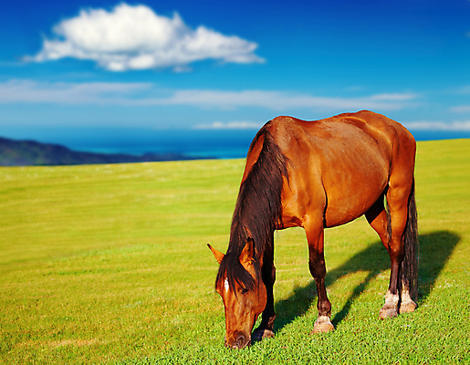 포토 JPG 해외이미지 주간 풍경 사람없음 야외 농경지 맑음 가축 목장 시골 말_동물 해외202004 해외포토 자연요소 동물 포유류 날씨 농장 파일형식 이미지허브