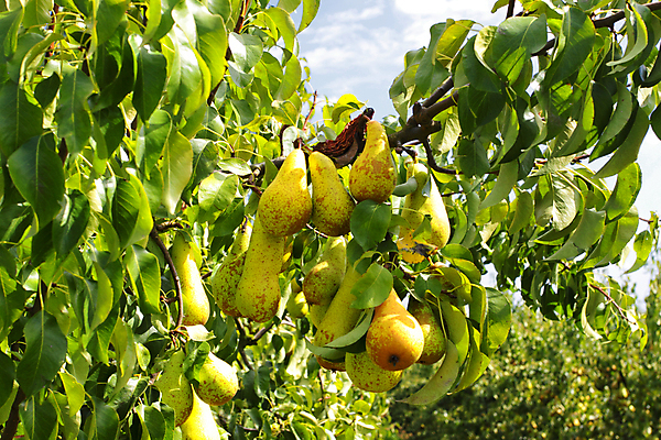 포토 JPG 해외이미지 나무 식물 계절 꽃 음식 줄기 잎 밭 농업 과일 자연 하늘 새로움 매달리기 건강 풍경 사람없음 야외 초록색 여름 파란색 컬러풀 농장 노란색 정원 봄 수확 성장 가을 나뭇가지 시골 신선 달콤 맛 사과 과수원 유기농 원예 장면 내추럴 숙성 세련 해외202004 해외포토 웰빙 산업 컬러 컨셉 모션 취미 생태계 파일형식 이미지허브