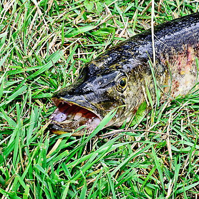 포토 JPG 해외이미지 어류 사람없음 치아 육식동물 턱 해외202004 해외포토 동물 수중동물 소화기관 파일형식 이미지허브