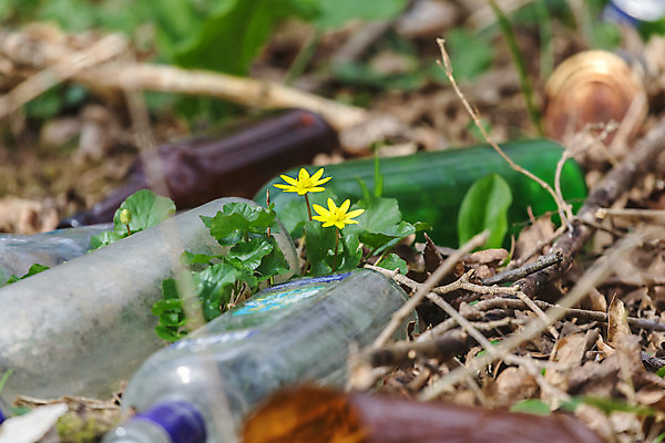 포토 JPG 해외이미지 자연 유리 사람없음 초록색 노란색 숲 먼지 낭비 해외202004 해외포토 컬러 컨셉 재질 생태계 파일형식 이미지허브