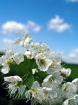 포토 JPG 해외이미지 나무 식물 구름 계절 꽃잎 꽃 백그라운드 잎 자연 하늘 바람 사람없음 초록색 파란색 태양 정원 맑음 봄 벚꽃 흰색 나뭇가지 신용카드 개화 체리 닫기 천국 해외202004 해외포토 자연요소 컬러 과일 모션 날씨 금융 생태계 파일형식 이미지허브