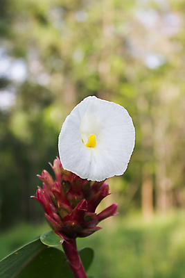 포토 JPG 해외이미지 나무 꽃잎 꽃 백그라운드 자연 사람없음 여름 봄 벚꽃 흰색 싱글 부드러움 해외202004 해외포토 식물 계절 컬러 감각 생태계 파일형식 이미지허브