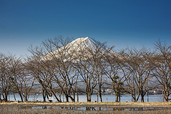 포토 JPG 해외이미지 나무 공원 꽃 아시아 호수 분홍색 여행 자연 하늘 아침 휴가 휴식 산 동양인 풍경 사람없음 야외 물 파란색 반사 일본 봄 벚꽃 흰색 나뭇가지 도시 체리 후지산 웅장함 절정 해외202004 해외포토 주간 자연요소 식물 계절 공공시설 나라 컬러 컨셉 과일 인종 세계문화유산 생태계 파일형식 이미지허브
