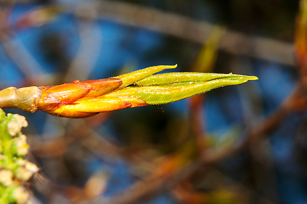 포토 JPG 해외이미지 나무 식물 계절 공원 꽃 줄기 잎 자연 풍경 사람없음 야외 목재 초록색 노란색 새싹 환경 봄 성장 벚꽃 나뭇가지 신선 개화 나무껍질 내추럴 해외202004 해외포토 공공시설 컬러 재료 껍질 생태계 파일형식 이미지허브