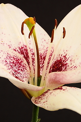 포토 JPG 해외이미지 식물 꽃잎 꽃 자연 사람없음 정원 얼룩 꽃가루 꽃수술 해외202004 해외포토 가루 생태계 파일형식 이미지허브