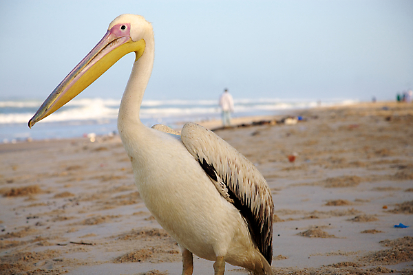 포토 JPG 해외이미지 동물 호수 바다 날개 아프리카 자연 조류 어업 사람없음 물 파란색 자유 흰색 황무지 펠리컨 해외202004 해외포토 자연요소 나라 산업 컬러 컨셉 생태계 파일형식 이미지허브