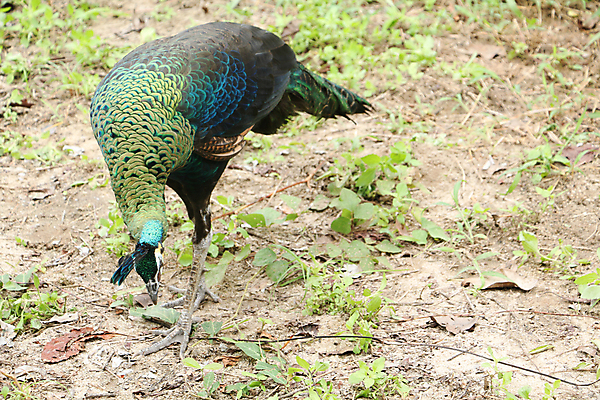 포토 JPG 해외이미지 나무 동물 1 야생동물 백그라운드 잎 오렌지 노래 자연 조류 휴식 종류 앉기 사람없음 야외 빨간색 초록색 여름 파란색 우주 봄 회색 바위 흰색 나뭇가지 공작 묘사 싱글 생물학 서식지 생태학 해외202004 해외포토 식물 계절 교육 음악 컬러 컨셉 과일 모션 돌_바위 생태계 파일형식 이미지허브