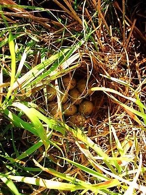 포토 JPG 해외이미지 동물 지구 야생동물 자연 조류 새로움 사람없음 야외 농장 갈색 환경 계란 봄 황무지 둥지 보호 내추럴 해외202004 해외포토 계절 컬러 컨셉 농업 알 생태계 파일형식 이미지허브