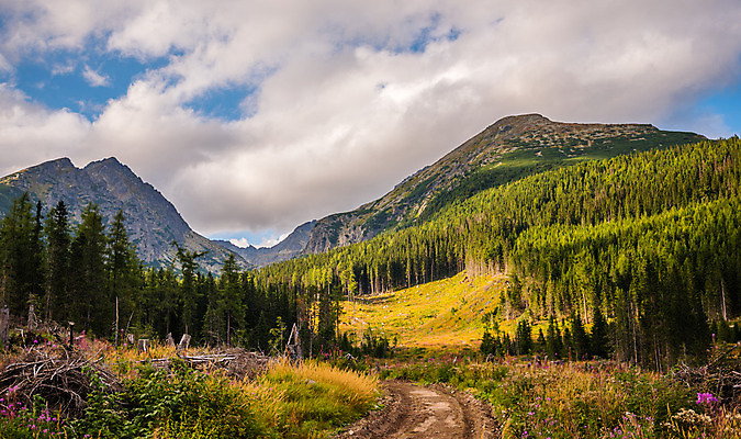 포토 JPG 해외이미지 나무 식물 구름 공원 자연 하늘 산 풍경 경사 사람없음 야외 초록색 여름 햇빛 계곡 하이킹 정상 숲 땅 언덕 슬로바키아 절정 해외202004 해외포토 자연요소 계절 공공시설 유럽 컬러 레저 태양 생태계 파일형식 이미지허브