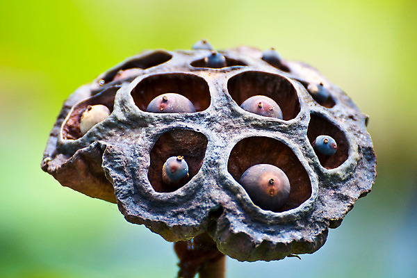 포토 JPG 해외이미지 식물 꽃잎 꽃 아시아 호수 선 잎 꽃무늬 자연 건조 건강 씨앗 동양인 사람없음 금융 컬러풀 갈색 머리 검은색 중국 벚꽃 흰색 죽음 시들음 내추럴 고립 꼬투리 해외202004 해외포토 나라 컬러 무늬 인종 신체부위 경제 생태계 파일형식 이미지허브