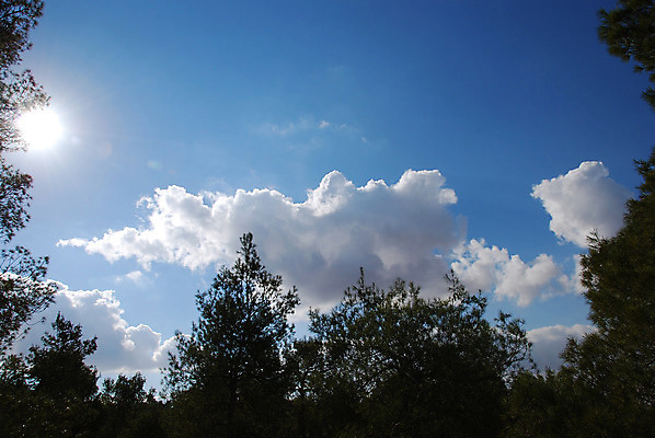 포토 JPG 해외이미지 나무 식물 공원 백그라운드 잎 겨울 자연 하늘 사람없음 가로 초록색 파란색 갈색 환경 얼음 추위 나뭇가지 축하 인사 소나무 숲 시원함 상록수 침엽수 전나무 원뿔 가문비나무 해외202004 해외포토 자연요소 도형 계절 공공시설 컬러 컨셉 예절 생태계 파일형식 이미지허브