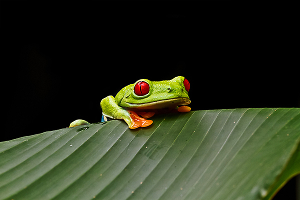 포토 JPG 해외이미지 동물 얼굴 야생동물 여행 백그라운드 잎 벽지 생물 개구리 양서류 사람없음 빨간색 초록색 파란색 반려동물 컬러풀 환경 검은색 미국 보호 열대우림 청개구리 사냥꾼 동물상 코스타리카 해외202004 해외포토 식물 직업 컬러 컨셉 북아메리카 신체부위 조형물 중앙아메리카 숲 파일형식 이미지허브