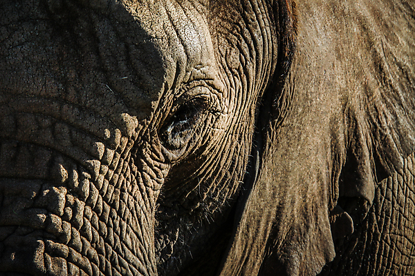 포토 JPG 해외이미지 야생동물 자연 코끼리 사람없음 남아프리카 해외202004 해외포토 동물 포유류 아프리카 생태계 파일형식 이미지허브