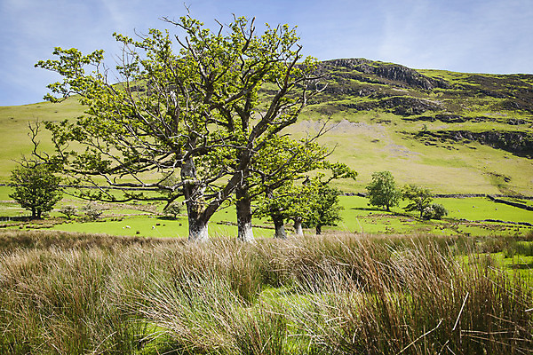 포토 JPG 해외이미지 영어 공원 유럽 호수 자연 하늘 영국 잉글랜드 산 파노라마 풍경 사람없음 여름 계곡 침묵 큼 지역 전국 컴브리아주 해외202004 해외포토 문자 계절 공공시설 나라 촬영기법 소리 크기 생태계 파일형식 이미지허브