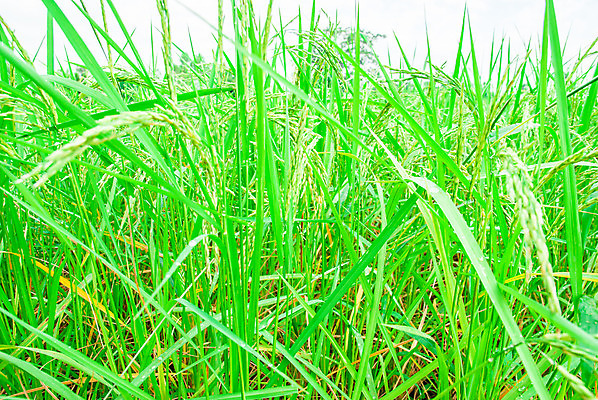 포토 JPG 해외이미지 밭 밥 아침 사람없음 초록색 농작물 농장 신선 이슬 스파이크 작살 해외202004 해외포토 주간 음식 컬러 농업 파일형식 이미지허브