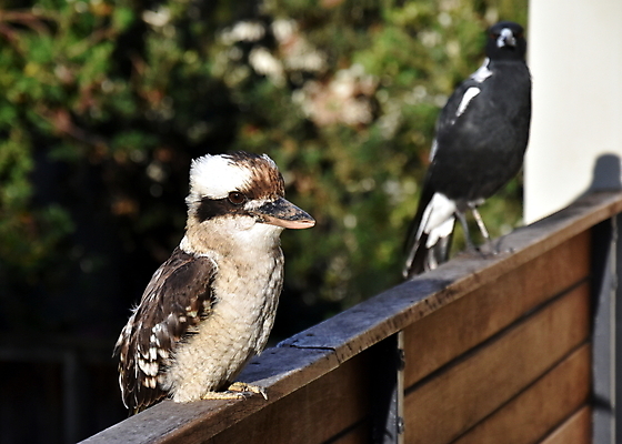 포토 JPG 해외이미지 공원 야생동물 포즈 날개 자연 조류 열대 서기 웃음 앉기 사람없음 초록색 갈색 정원 회색 가을 나뭇가지 원주민 호주 숲 깃털 호기심 부리 사냥꾼 시끄러움 육식 내추럴 물총새 오지 이국적 파라다이스 그리너리 해외202004 해외포토 나무 동물 직업 계절 공공시설 감정 컬러 컨셉 모션 표정 아프리카인 오세아니아 생태계 파일형식 트랜드컬러 이미지허브