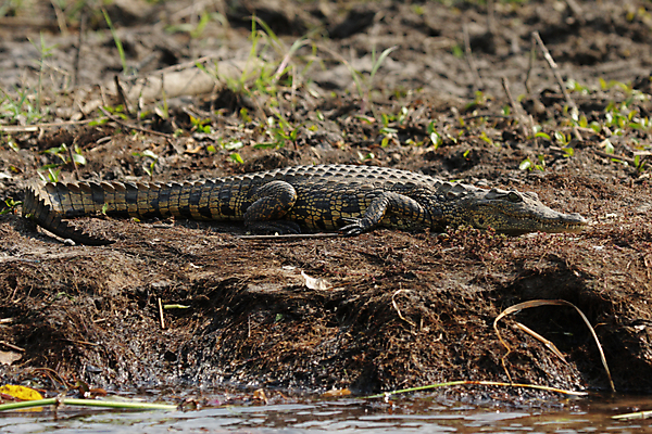 포토 JPG 해외이미지 동물 야생동물 파충류 아프리카 자연 저울 사람없음 초록색 갈색 치아 강가 위험 날카로움 악어 거짓말 보츠와나 해외202004 해외포토 나라 컬러 컨셉 강 소화기관 생태계 파일형식 이미지허브