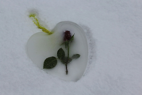 포토 JPG 해외이미지 결혼 겨울 엄마 발렌타인데이 사랑 사람없음 장미 냉동 얼음 추위 하트 마음 서리 해외202004 해외포토 자연요소 모양 계절 꽃 감정 가족 데이이벤트 이벤트 파일형식 이미지허브