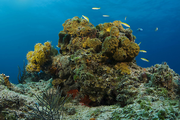 포토 JPG 해외이미지 바다 백그라운드 자연 사람없음 물 파란색 노란색 수중 산호 다이빙 소금 암초 대서양 바하마 소금물 침몰 해외202004 해외포토 자연요소 컬러 수영 자포동물 생태계 수중스포츠 파일형식 이미지허브