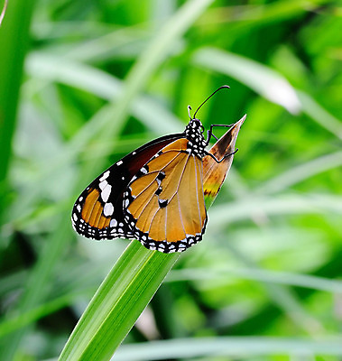 포토 JPG 해외이미지 식물 동물 꽃 야생동물 나비 곤충 백그라운드 잎 꽃무늬 패턴 날개 오렌지 자연 날리기 안테나 사람없음 야외 빨간색 초록색 여름 파란색 컬러풀 갈색 노란색 환경 정원 검은색 봄 흰색 닫기 벌레 먹기 꽃가루 꿀 나방 내추럴 생태학 수유 해외202004 해외포토 계절 교육 컬러 무늬 과일 통신 모션 가루 생태계 파일형식 이미지허브