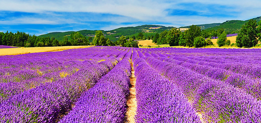 포토 JPG 해외이미지 식물 꽃 밭 농업 휴식 풍경 사람없음 야외 여름 농작물 컬러풀 햇빛 농장 프랑스 수확 벚꽃 시골 개화 약초 라벤더 강렬 밭일 프로방스 해외202004 해외포토 계절 유럽 산업 컬러 컨셉 태양 풀 허브 파일형식 이미지허브