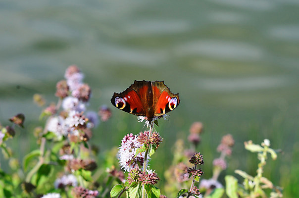 포토 JPG 해외이미지 꽃 유럽 야생동물 나비 신체 날개 자연 사람없음 빨간색 여름 컬러풀 정원 보라색 활발 공작 해외202004 해외포토 식물 동물 계절 나라 컬러 곤충 컨셉 조류 생태계 파일형식 이미지허브