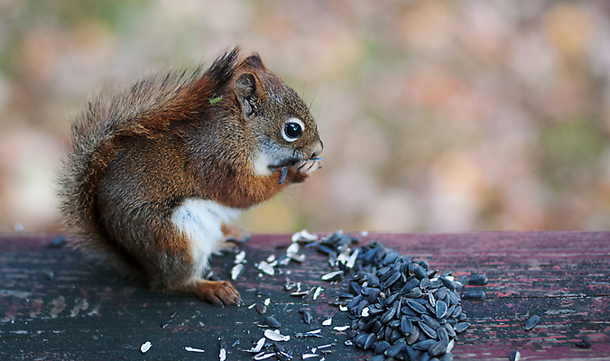 포토 JPG 해외이미지 동물 응시 야생동물 발 생물 수염 사람없음 관찰 설치류 작음 모피 호기심 코 꼬리 귀 활기 발톱 삼림지대 해외202004 해외포토 시선 감정 컨셉 모션 신체부위 숲 크기 파일형식 이미지허브