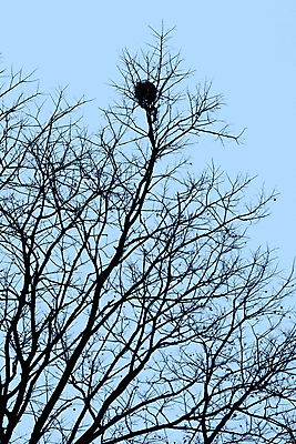 포토 JPG 해외이미지 나무 계절 컨셉 겨울 자연 조류 하늘 아이디어 사람없음 야외 파란색 나뭇가지 둥지 해외202004 해외포토 식물 동물 컬러 생태계 파일형식 이미지허브