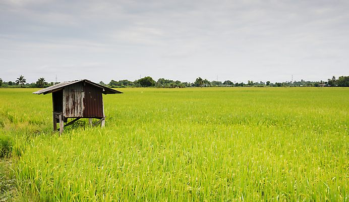포토 JPG 해외이미지 식물 계절 아시아 음식 백그라운드 잎 밭 농업 자연 하늘 밥 동양인 풍경 사람없음 야외 초록색 파란색 농작물 농장 노란색 수확 흰색 시골 내추럴 숙성 해외202004 해외포토 나라 산업 컬러 인종 생태계 파일형식 이미지허브