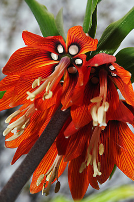 포토 JPG 해외이미지 식물 계절 꽃잎 꽃 줄기 채소 자연 왕관 기술 사람없음 야외 장식 빨간색 초록색 여름 빛 머리 견본 정원 보라색 봄 벚꽃 개화 백합 큼 속도 원예 꿀 영원 웅장함 정중 해외202004 해외포토 컬러 컨셉 취미 신체부위 크기 생태계 파일형식 이미지허브