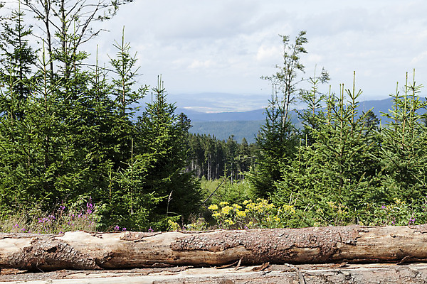 포토 JPG 해외이미지 나무 구름 밭 자연 하늘 풍경 사람없음 야외 목재 초록색 여름 파란색 쌓기 평화 환경 안개 나뭇가지 시골 거친 숲 장작 땅 언덕 통나무 장면 자원 잡동사니 내추럴 벌목 삼림지대 생태학 수목 해외202004 해외포토 자연요소 식물 계절 교육 컬러 컨셉 농업 재료 모션 날씨 생태계 파일형식 이미지허브