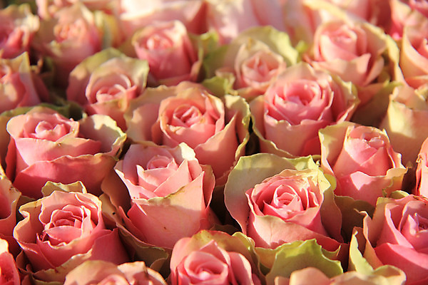 포토 JPG 해외이미지 식물 꽃잎 꽃 분홍색 꽃다발 결혼 백그라운드 자연 결혼식 사랑 사람없음 장식 초록색 장미 축하 그룹 배열 질감 파스텔톤 해외202004 해외포토 감정 컬러 컨셉 이벤트 생태계 파일형식 이미지허브