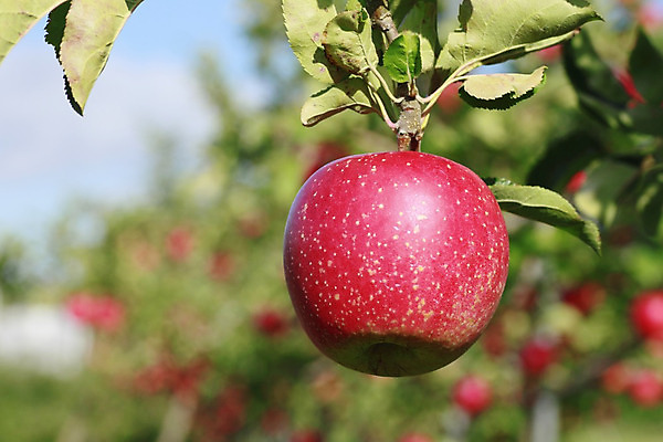 포토 JPG 해외이미지 식물 음식 잎 농업 과일 자연 디저트 건강 사람없음 빨간색 초록색 정원 일본 주스 신선 달콤 사과 유기농 내추럴 채식주의자 해외202004 해외포토 웰빙 산업 아시아 음료 컬러 맛 생태계 채식 파일형식 이미지허브