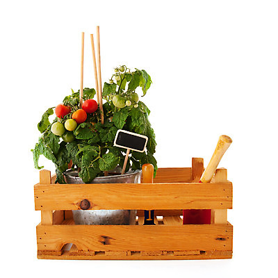 포토 JPG 해외이미지 식물 음식 백그라운드 토마토 채소 건강 사람없음 목재 빨간색 초록색 장비 성장 흰색 도구 신선 체리 나무상자 원예 고립 숙성 해외202004 해외포토 나무 컬러 과일 재료 취미 상자 파일형식 이미지허브